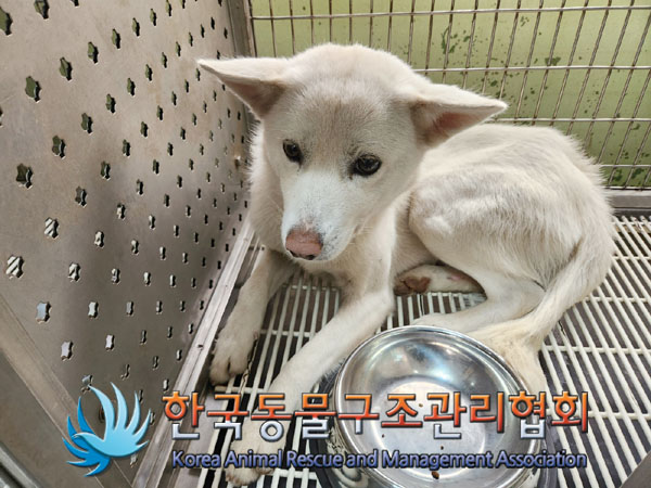 한국동물구조관리협회_441560202301626